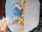 Handopfok kobalt witkopwitstaart 4 weken oud, Dieren en Toebehoren, Vogels | Parkieten en Papegaaien, Geslacht onbekend, Parkiet