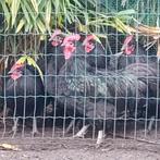 Australorp haan, Dieren en Toebehoren