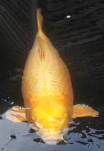 Japanse koi Yamabuki, Dieren en Toebehoren, Vissen | Vijvervissen, Karper of Koi
