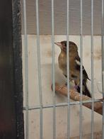 Vink man wk split bruin