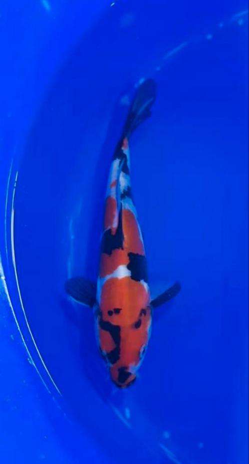 Doitsu Showa Koi, Dieren en Toebehoren, Vissen | Vijvervissen, Karper of Koi