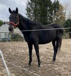 Jument 13 ans onc, Dieren en Toebehoren, Paarden, Merrie