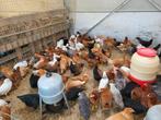 Legkippen nog alle kleuren beschikbaar, Dieren en Toebehoren, Vrouwelijk, Kip