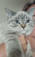 Brits korthaar poes, Dieren en Toebehoren, Katten en Kittens | Raskatten | Korthaar, Poes, Gechipt, 0 tot 2 jaar