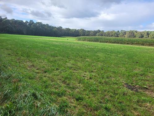 weide 2 ha ter beschikking, Dieren en Toebehoren, Stalling en Weidegang, Weidegang, 4 paarden of pony's of meer