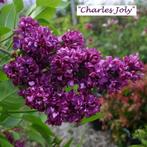 LILAS «CHARLES JOLY», buissons de 30/50 cms en pot, 10€/pc, Printemps, Autres espèces, Enlèvement ou Envoi, Plante fixe