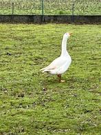 Gans, Dieren en Toebehoren, Pluimvee