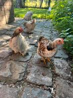 Jonge haantjes, Dieren en Toebehoren, Pluimvee, Mannelijk, Kip