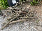 Brandhout, Tuin en Terras, Brandhout, Ophalen, Overige houtsoorten, Stammen