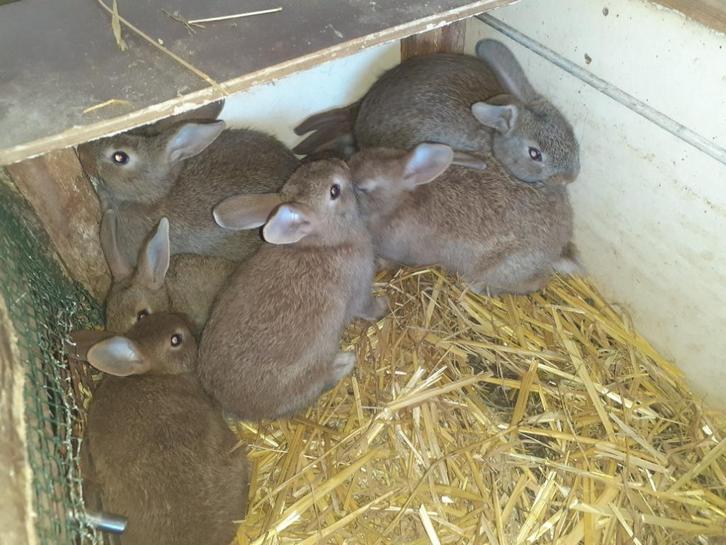 steenkonijnen, stopzetting hobby, Dieren en Toebehoren, Konijnen, Middelgroot, Meerdere dieren