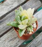 Haworthia variegated, Ophalen of Verzenden