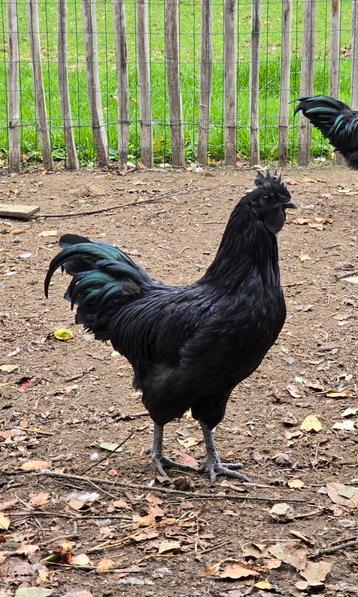 Ayam Cemani hanen beschikbaar voor biedingen
