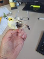 vogeltje, Ophalen of Verzenden, Zo goed als nieuw, Dier