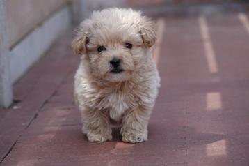 Prachtige maltipoo pups (+/- 5kg) beschikbaar voor biedingen