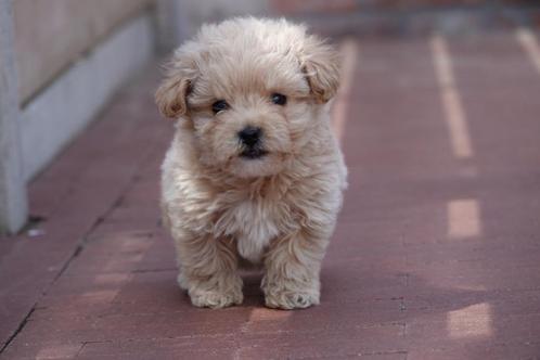 Prachtige maltipoo pups (+/- 5kg), Dieren en Toebehoren, Honden | Chihuahua's en Gezelschapshonden, Meerdere dieren, Overige rassen