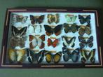 vlinders, Ophalen, Zo goed als nieuw, Insect, Opgezet dier