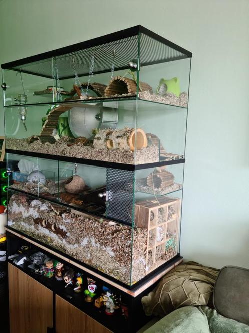 Gerbilarium Uitbreiding – Opzetstuk van Glas 75x40 cm, Dieren en Toebehoren, Knaagdieren en Konijnen | Hokken en Kooien, Nieuw