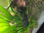 Plecostomus +-15/20cm, Dieren en Toebehoren, Vissen | Aquariumvissen, Zoetwatervis