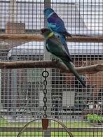 parkieten, Dieren en Toebehoren, Meerdere dieren, Parkiet, Geringd
