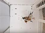 Grote putters, Dieren en Toebehoren, Vogels | Overige Vogels
