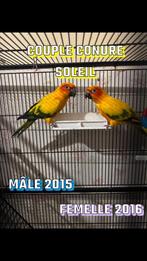 Couple de conures soleiel reproducteur, Dieren en Toebehoren, Meerdere dieren