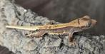 Correlophus ciliatus/Lilli Witte kuifgekko, Dieren en Toebehoren, Hagedis, 0 tot 2 jaar