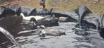 Indische loopeend, Dieren en Toebehoren, Pluimvee