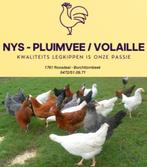 Allerlei Legkippen - direct eitjes - 0472/51.09.71, Dieren en Toebehoren, Kip
