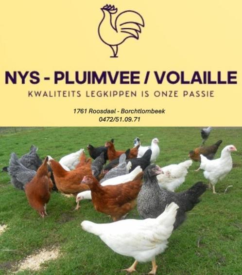 Allerlei Legkippen - direct eitjes - 0472/51.09.71, Dieren en Toebehoren, Pluimvee, Kip