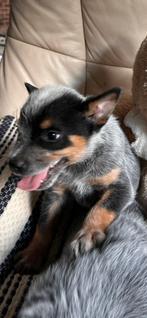 Cattle dog pups, Dieren en Toebehoren, Particulier, CDV (hondenziekte), Reu, 8 tot 15 weken
