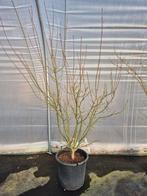 Acer palmatum Jerre Schwartz - Japanse esdoorn, Tuin en Terras, Ophalen