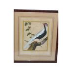 Gravure met een Chinese witte fazant, Antiek en Kunst, Kunst | Etsen en Gravures, Ophalen of Verzenden
