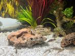 Baby chiclides te koop., Vis, Zoetwatervis