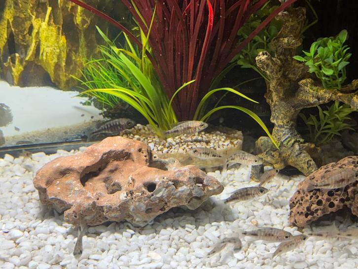 Baby chiclides te koop., Dieren en Toebehoren, Vissen | Aquariumvissen, Zoetwatervis, Vis