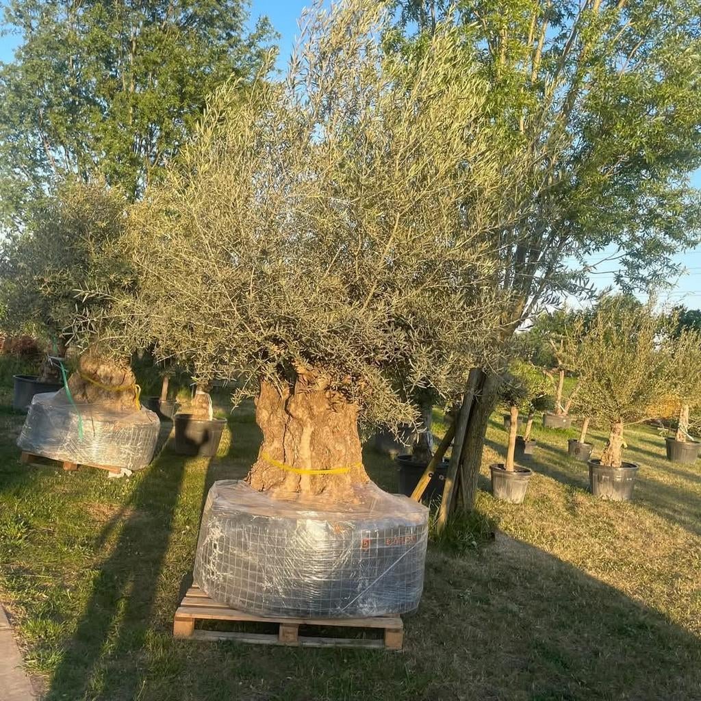 ‼️mega olijfbomen aan promoprijzen ‼️, Tuin en Terras, Planten | Bomen, Ophalen