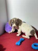 Teckel pups dwergteckel, Dieren en Toebehoren, Honden | Teckels en Dashonden, België, 15 weken tot 1 jaar, Korthaar, CDV (hondenziekte)