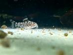 Corydoras CW111 2,5-3cm, Vis, Zoetwatervis, Schoolvis
