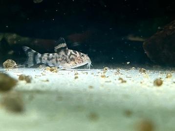 Corydoras CW111 2,5-3cm beschikbaar voor biedingen