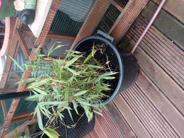 bamboeplant in grote pot, Autres espèces, Plein soleil, Été, Enlèvement
