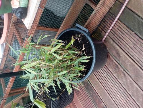 bamboeplant in grote pot, Tuin en Terras, Planten | Tuinplanten, Vaste plant, Overige soorten, Volle zon, Zomer, Ophalen