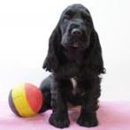 Prachtige Engelse Cocker Spaniël pups te koop (Belgisch), België, Handelaar, CDV (hondenziekte), 8 tot 15 weken