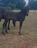 Friese veulens, Dieren en Toebehoren, Paarden, Merrie