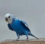 Parkietjes geringd 2025 diverse kleuren prachtig postuur., Dieren en Toebehoren, Vogels | Parkieten en Papegaaien, Geringd