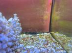 Mbuna nakweek aug 2025 pseudotropheus demasoni 6/st, Dieren en Toebehoren