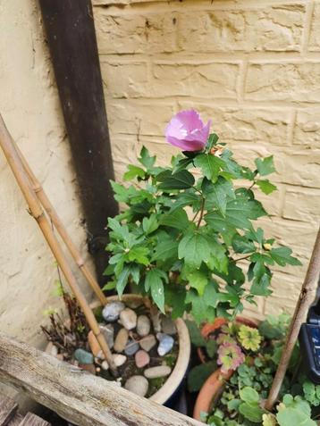 Althaeastruik - tuinhibiscus - hibiscus 