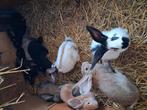 Jonge konijnen, Dieren en Toebehoren, Konijnen