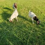 Boergeit bokjes., Dieren en Toebehoren, Schapen, Geiten en Varkens, Mannelijk, Geit, 0 tot 2 jaar