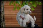 Maltipoo pups, CDV (hondenziekte), Meerdere, 8 tot 15 weken, België