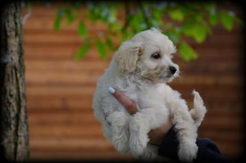 Chiots Maltipoo