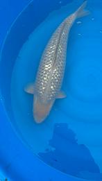 te koop ginrin soragoi